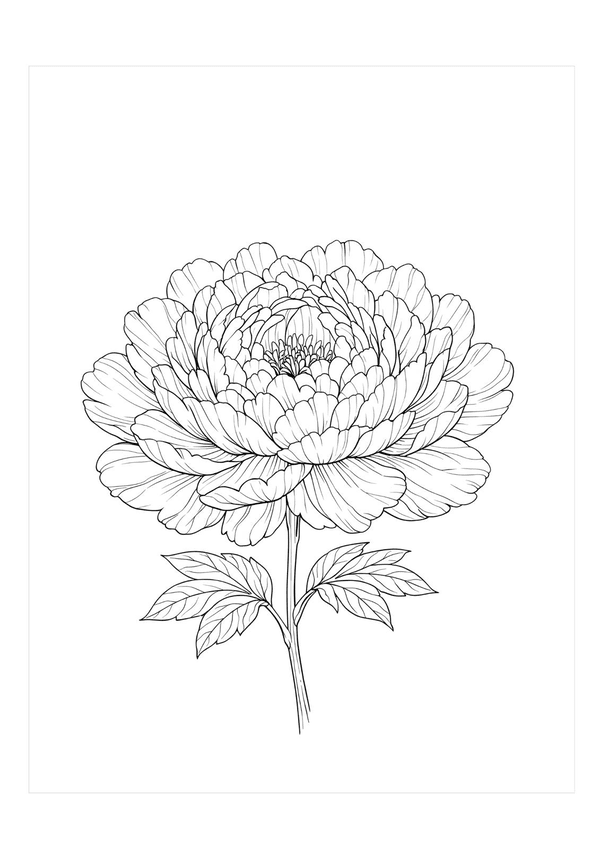 Peony illustration